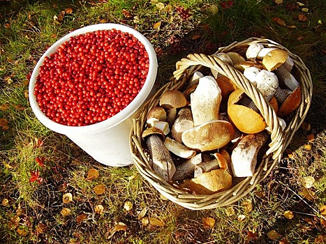 Налог на сбор грибов и ягод могут ввести в России