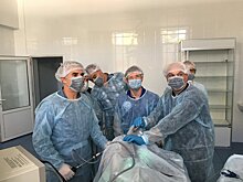 Ветврач из Кургана научит европейских специалистов лечению минипигов с помощью эндоскопии