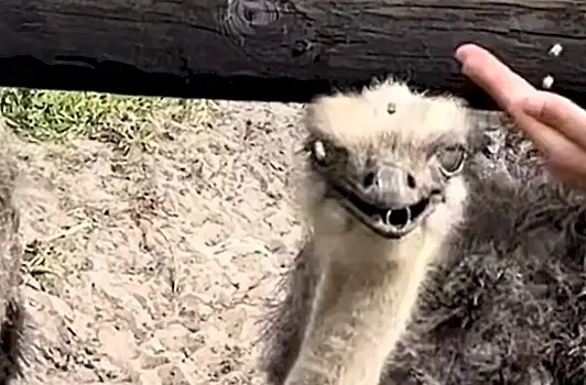 Страус стащил кольцо с пальца рассеянной туристки и попал на видео