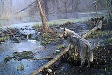 У чернобыльских волков обнаружена возможная устойчивость к раку