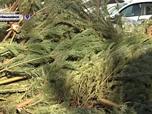 В Новокуйбышевске перерабатывают новогодние елки