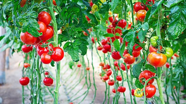Ученые нашли ген, способный сделать помидоры прочнее
