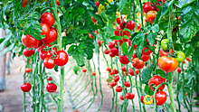 Ученые нашли ген, способный сделать помидоры прочнее