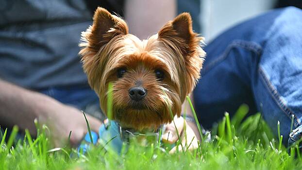 Ученые подтвердили, что собаки понимают человеческую речь