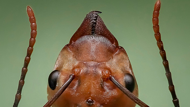 В Юго-Восточной Азии обнаружили новый вид «взрывающихся» муравьев