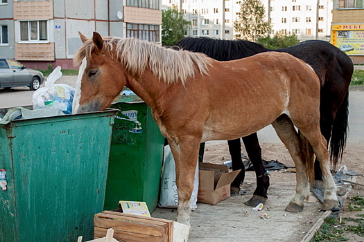 Владельцы коров и лошадей на самовыгуле нашли способ не платить штрафы