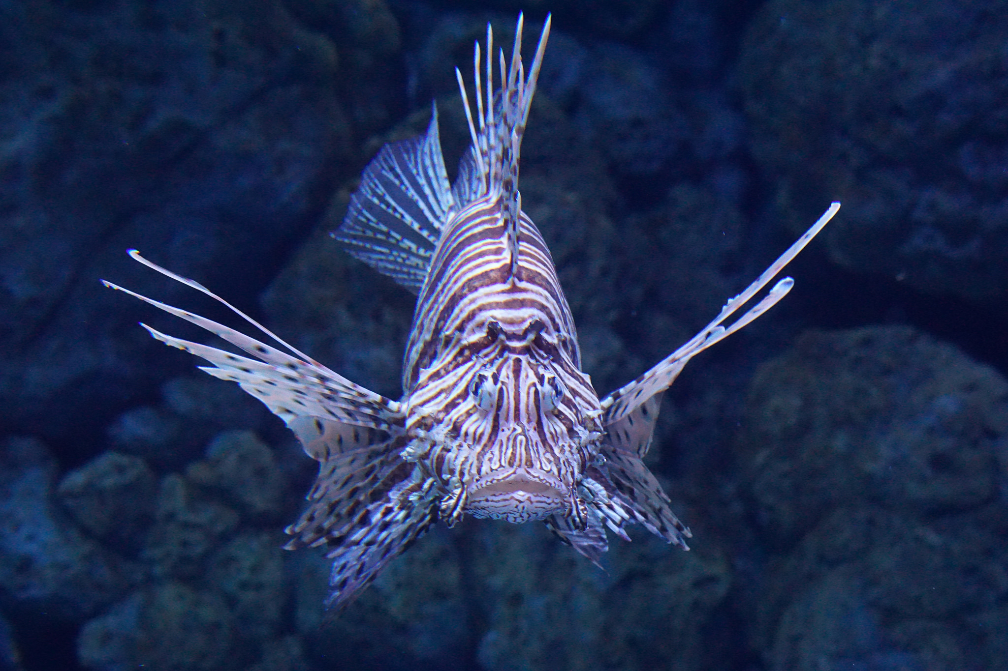 Аквариум на острове Сентоза, Остров Сентоза, Сингапур, Азия