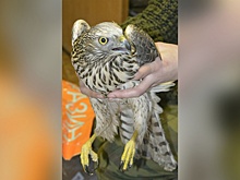 Ястреба с рваной раной на шее выходили и отпустили под Архангельском