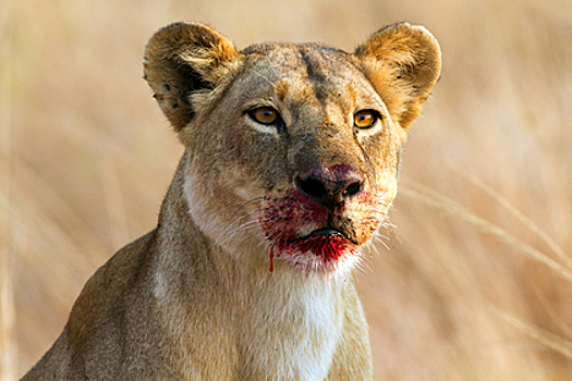 Львица убила смотрительницу зоопарка и сбежала с партнером-самцом