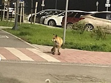 По улицам Екатеринбурга гуляют лисы