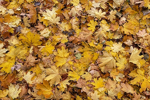 Теплый, но ветреный день: что ждет Ростов-на-Дону 3 октября, по прогнозу ИИ-синоптика