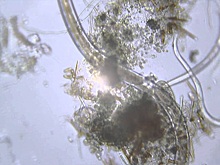 Интерактивное занятие «Смотри в оба!»