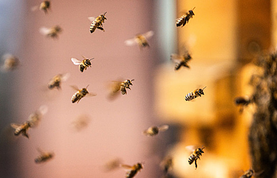 20 млн пчел погибло в Красноярском крае