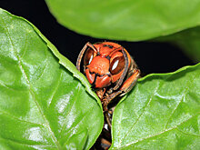 В США были замечены шершни-убийцы