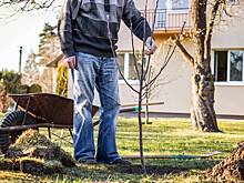 Как и когда сажать яблони? Пошаговая инструкция по посадке саженцев в открытый грунт весной и осенью