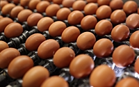 В ФАС рассказали о тенденции на рынке куриных яиц