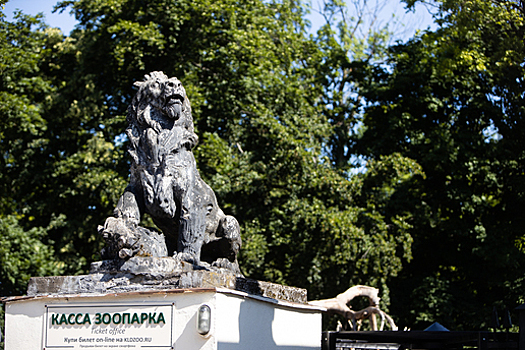 Росомахи и нанду: какие животные появятся в Калининградском зоопарке в ближайшие два года