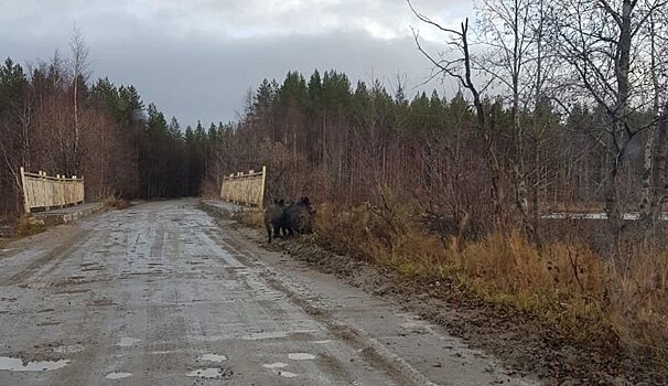 «Я думала это овцы!». В Беломорском районе стадо крупных кабанов бежало перед машиной