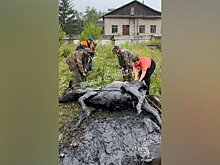 Спасатели в Биробиджане 4 часа вызволяли корову из битумной ямы