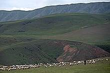 Туристы в Грузии поработают пастухами