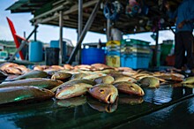 Эффективная и прибыльная рыбопереработка в современных реалиях