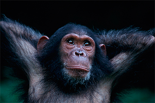Антропологи узнали, как шимпанзе "нанимают" нянек для потомства