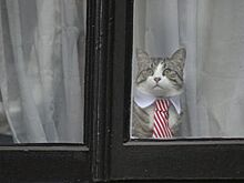 Стала известна судьба кота Ассанжа