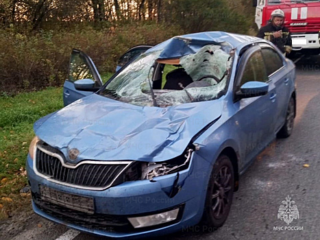Под Калугой на Skoda из леса выбежал лось