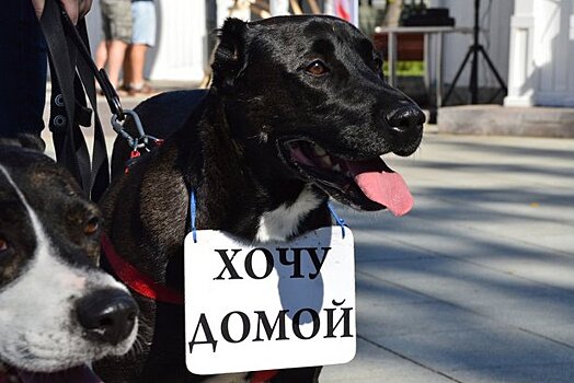 Депутат Мосгордумы Козлов поддержал стартовавший в Москве проект помощи бездомным животным «Лучший друг»