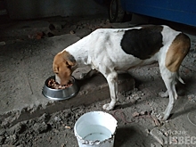 В курском заповеднике отловили русскую гончую и ищут ее хозяина