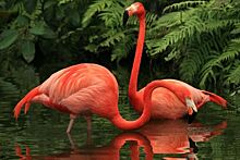 Лиса забралась в зоопарк и убила 13 редких фламинго
