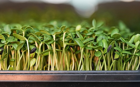 Чем полезна микрозелень и как ее проращивать