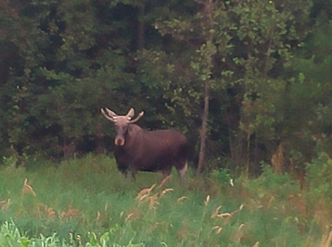 Осенний гон: в Костроме замечены лоси