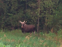 Осенний гон: в Костроме замечены лоси