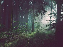 Самый древний лес на Земле: как ученые нашли окаменелые растения