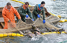 ФАС предлагает ввести аукционы на вылов рыбы вместо квот по «историческому принципу»