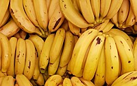 В порту Санкт-Петербурга обнаружили 60 кг кокаина в бананах