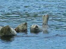 Отдыхающих рядом с портом пятнистых нерп на Курилах сняли на видео