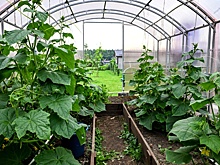 В Союзе дачников рассказали, как построить теплицу для сбора урожая круглый год