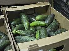 Огурцы в Краснодаре подорожали до 580 рублей: как в Сибири