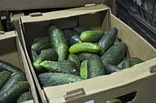 Правительство Камчатки прокомментировало высокие цены на овощи: вопрос поступил на прямую линию президента