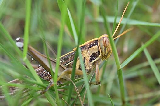Самое серьезное за 25 лет нашествие саранчи уничтожило посевы на северо-западе Индии: барабаны не помогли