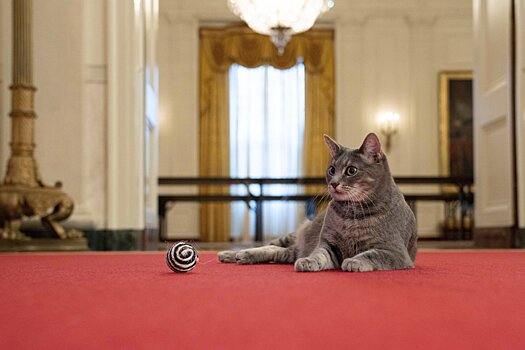 В Белом доме появилась "первая кошка Америки"