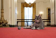 В Белом доме появилась "первая кошка Америки"