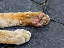 В российском приюте десятки кошек сварились заживо