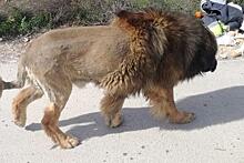 Поднявший панику «сбежавший лев» оказался собакой