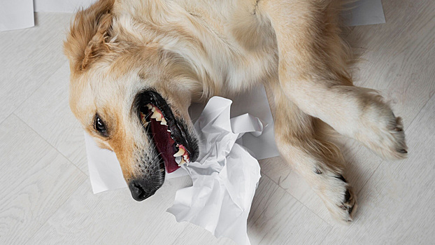 Что делать, если собака подавилась