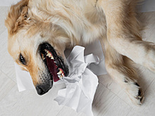 Что делать, если собака подавилась