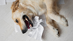 Собака подавилась: экстренная помощь за секунды до трагедии