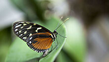Повышение уровня углекислого газа ослабляет бабочек-монархов